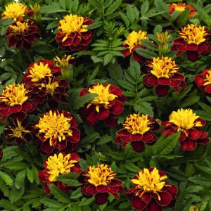 Marigolds